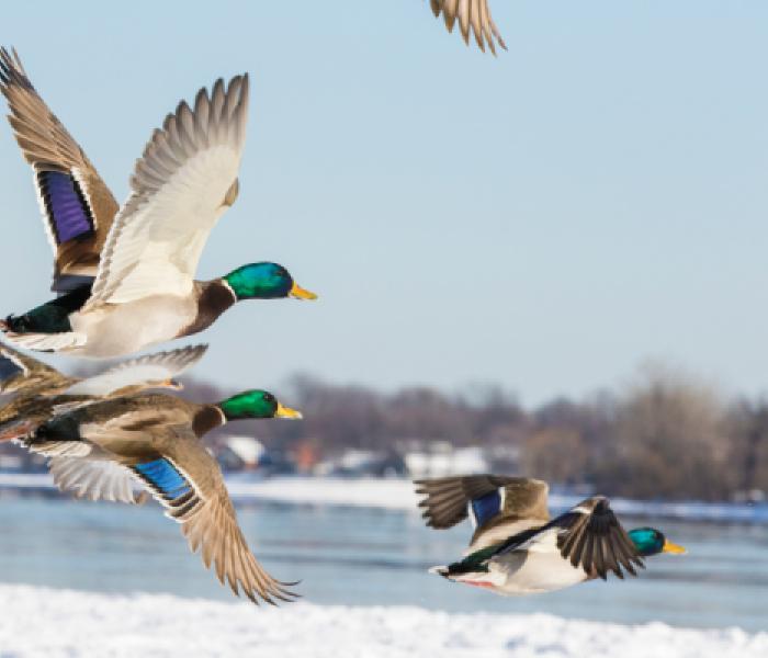 Ducks in flight image