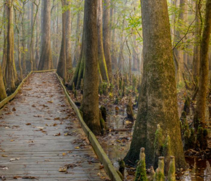 path through wooded area